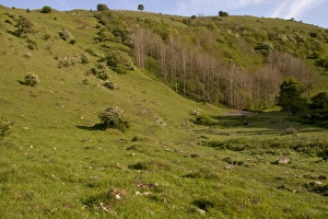 White Peak Prints: View of limestone dale habitat