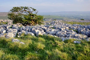 L Imestone Prints: View of limestone pavement and hawthorn tree