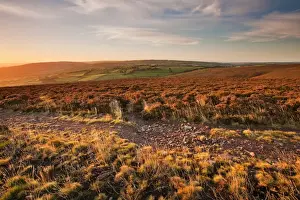 Moor Land Prints: View of long-distance footpath on heather moorland habitat in early morning sunlight