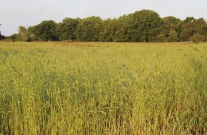 Lohp Prints: View of long grass growing on rough pasture and acid grassland habitat at dawn