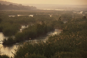 Republic Prints: View of long grasses in river habitat at dawn, Kruger N. P. Transvaal, South Africa, June