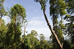 View of lowland forest habitat, Subic, Luzon Island, Philippines