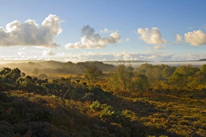 Heath Land Prints: View over lowland heath habitat in morning, Dorset, England, october