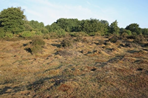 Commons Prints: View of lowland heathland reserve habitat