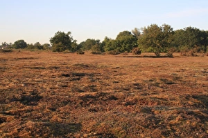 Wildlife Trust Prints: View of lowland heathland reserve habitat at dawn