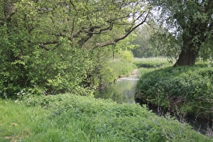 River Side Prints: View of lowland river and riverbanks habitat