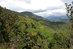 Lush Prints: View over lush mountain forest habitat, Central Highlands, Sri Lanka, december