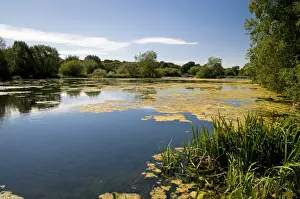 Damsel Fly Prints: View of main lake, site of early colonisation by Willow Emerald Damselfly (Chalcolestes viridis)