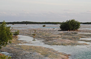 Swamps Prints: View of mangroves in coastal lagoon habitat