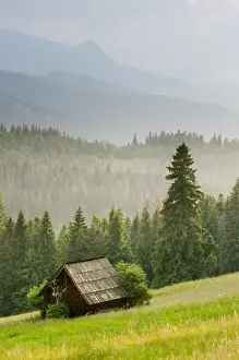 Eastern Europe Prints: View over meadow, barn and montane coniferous forest habitat at sunset