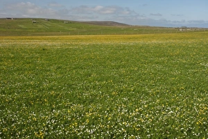 Shetland Prints: View of meadow with wildflowers, Unst, Shetland Islands, Scotland, June