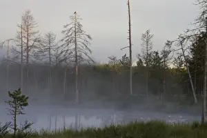 Gulls Prints: View of mist covered lake and coniferous forest habitat at dusk