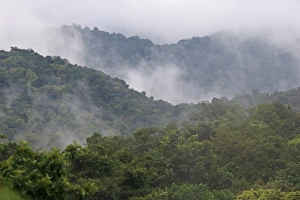 Trinidad And Tobago Prints: View of mist rising from montane tropical forest habitat