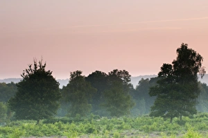 View of misty lowland heathland habitat at dawn, Hothfield Heathlands, Hothfield, Kent, England, August