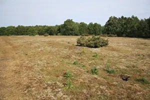 Gorse Prints: View of mixed acid grassland, heathland and deciduous woodland habitat