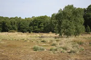 View of mixed acid grassland, heathland and deciduous woodland habitat, Little Ouse Headwaters Project, Hinderclay Fen