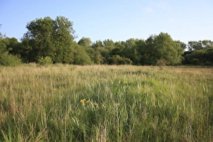 Mixed Prints: View of mixed rush and sedge fen habitat
