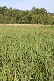 View of mixed sedge and reed fen habitat, Little Ouse Headwaters Project, Blo Norton Fen, Blo Norton