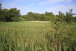 View of mixed sedge and reed fen habitat, Little Ouse Headwaters Project, Blo Norton Fen, Blo Norton