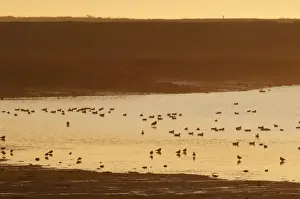 Mixed Prints: View of mixed wader flock feeding in estuary habitat at sunrise