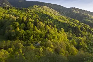View of mixed woodland habitat, with Common Beech (Fagus sylvatica), Wild Cherry (Prunus avium)