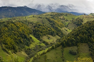 Rumania Prints: View of mixed woodland and pasture on mountain slopes