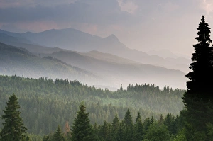 Eastern Europe Prints: View over montane coniferous forest habitat at sunset
