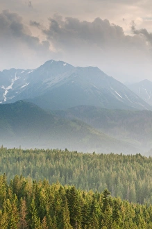 View over montane coniferous forest habitat at sunset, Tatra Mountains, Western Carpathians, Poland, June
