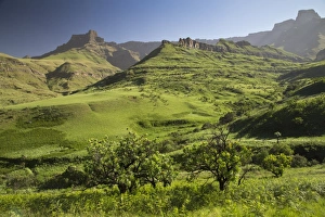 Landscape Prints: View of montane grassland habitat