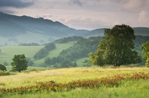 Eastern Europe Prints: View of montane meadow habitat at sunrise