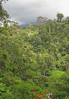 Sunda Prints: View of montane rainforest habitat