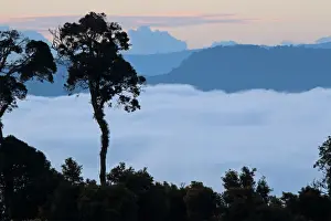 Sunrise Prints: View over montane rainforest habitat with low cloud in valley at dawn, Kerinci Seblat N. P