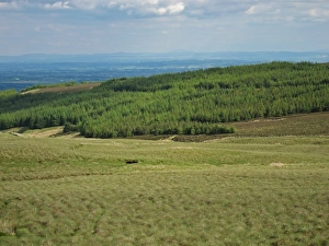 Moor Land Prints: View of moorland and conifer plantation, Kelburn, North Ayrshire, Scotland, june