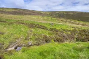 Moor Land Prints: View of moorland habitat, Cottascarth and Rendal Moss RSPB Reserve