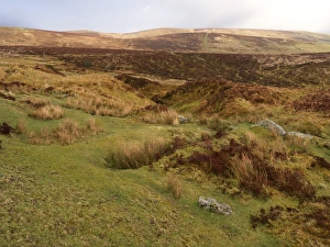 View of moorland habitat, Dartmoor, Devon, England, March