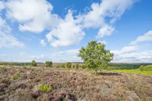 View of moorland habitat with flowering Common Heather (Calluna vulgaris) and isolated Silver Birch (Betula pendula)