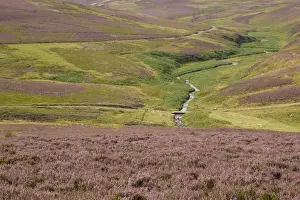 View of moorland habitat with flowering Common Heather (Calluna vulgaris) and burn, Lammermuir Hills, Berwickshire