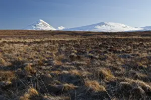Peak Prints: View of moorland habitat with snow covered mountain peaks in background