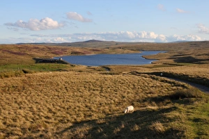 Reservoirs Prints: View of moorland and full reservoir, Llyn Aled, Denbigh Moors, North Wales, august