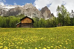 Coniferous Prints: View of mountain huts in meadow with mass of flowering dandelions