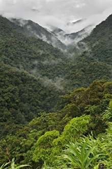 Rain Forests Prints: View of mountain rainforest habitat, Peruvian Andes, Peru