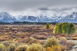 Colour Prints: View of mountain range and trees in autumn colour