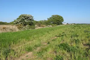 Newly Prints: View across newly created Higher Level Stewardship land with mature scrubland at edge towards farmhouse