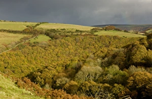 Oaks Prints: View of oak and beech woodland habitat