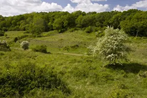Regeneration Prints: View along old railway line habitat