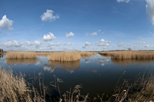 Broadland Prints: View of open water and reedbed habitat