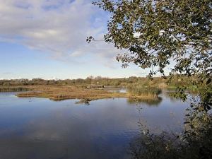 Hertfordshire Prints: View of open water in wetland habitat