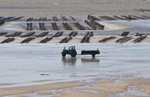 Farmed Prints: View of oyster beds with tractor and trailer at low tide