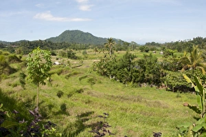 Paddyfields Prints: View of paddyfields, Surya Shanti Villa