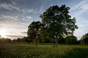 Sun Light Prints: View of parkland trees in evening sunlight